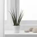 Bild 3 von SANSEVIERIA Pflanze mit Übertopf, Bogenhanf versch. Farben, 6 cm