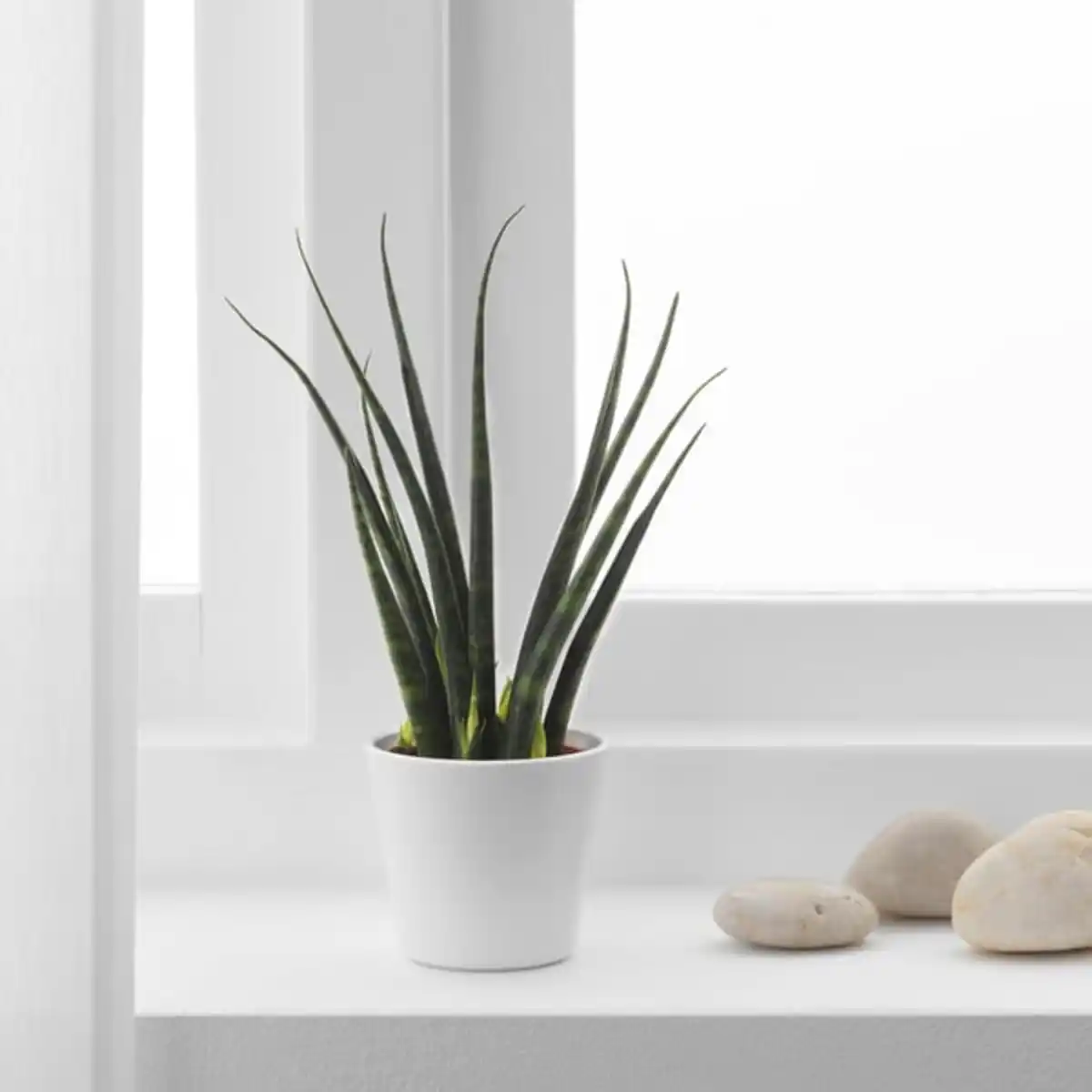 Bild 3 von SANSEVIERIA Pflanze mit Übertopf, Bogenhanf versch. Farben, 6 cm