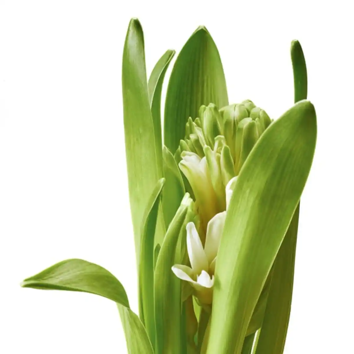 Bild 4 von HYACINTHUS Topfpflanze, 1 Zwiebel, Hyazinthe versch. Farben, 8 cm