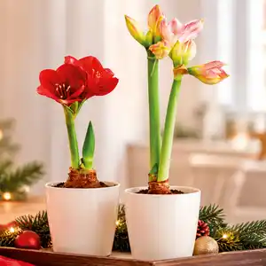 Amaryllis XL