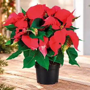 Weihnachtsstern
