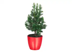 Weiße Scheinzypresse Chamaecyparis thyoides
