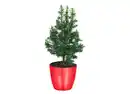 Bild 1 von Weiße Scheinzypresse Chamaecyparis thyoides