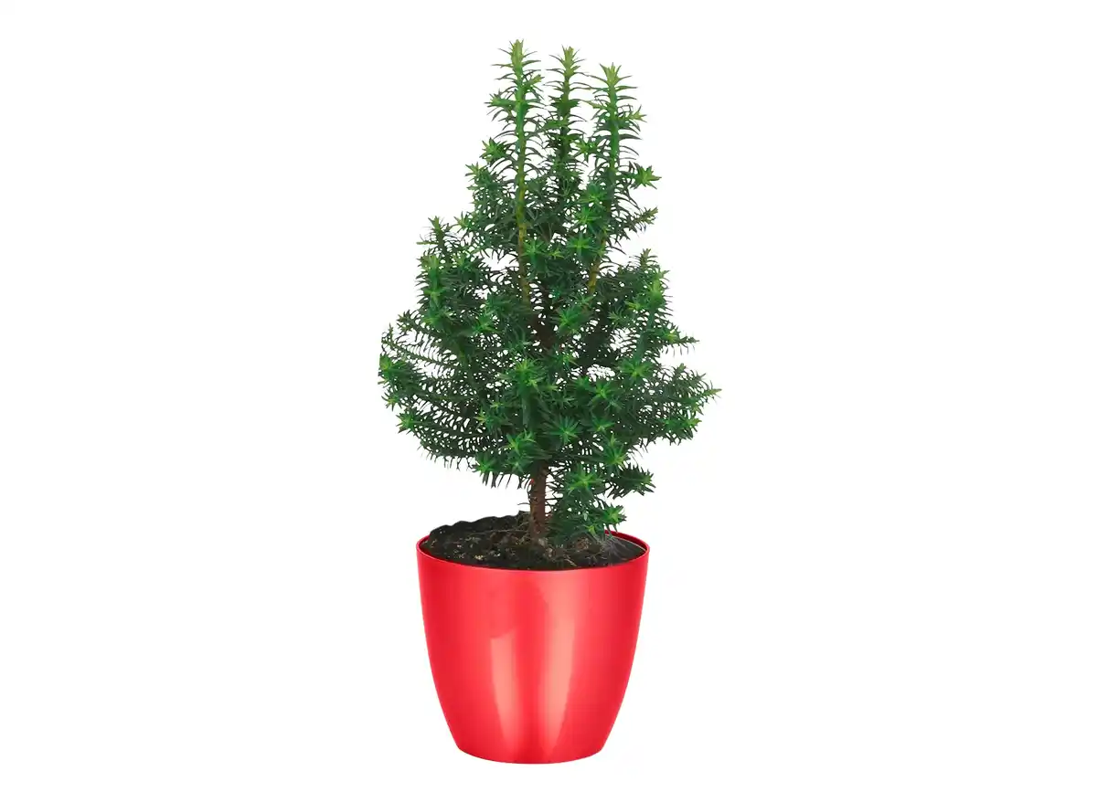 Bild 1 von Weiße Scheinzypresse Chamaecyparis thyoides