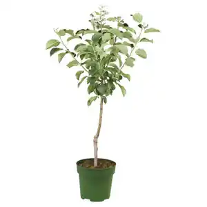 GARDENLINE Bio-Obst-Baum oder -Strauch, Apfel