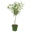 Bild 1 von GARDENLINE Bio-Obst-Baum oder -Strauch, Apfel