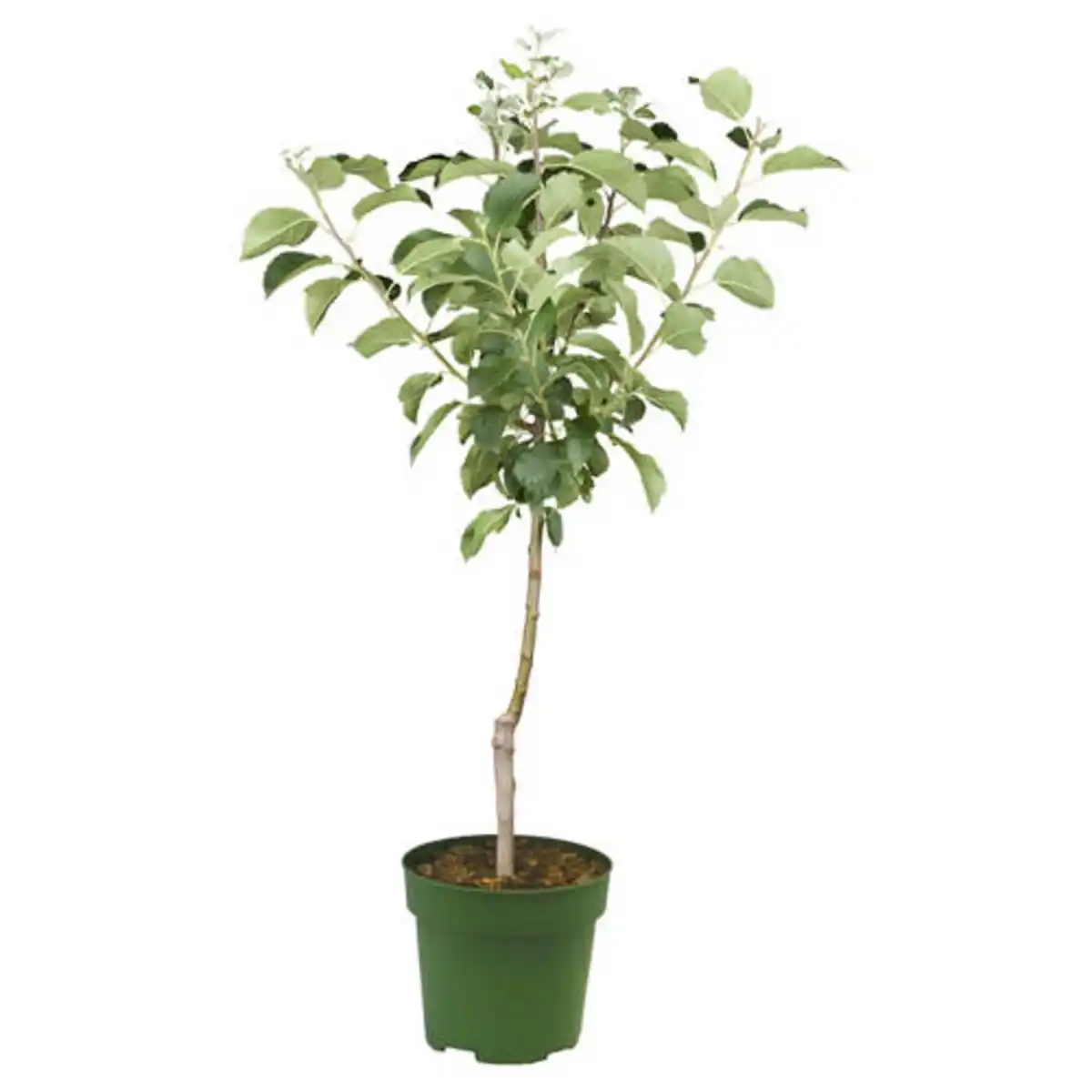 Bild 1 von GARDENLINE Bio-Obst-Baum oder -Strauch, Apfel