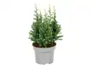 Bild 1 von Weiße Scheinzypresse Chamaecyparis thyoides