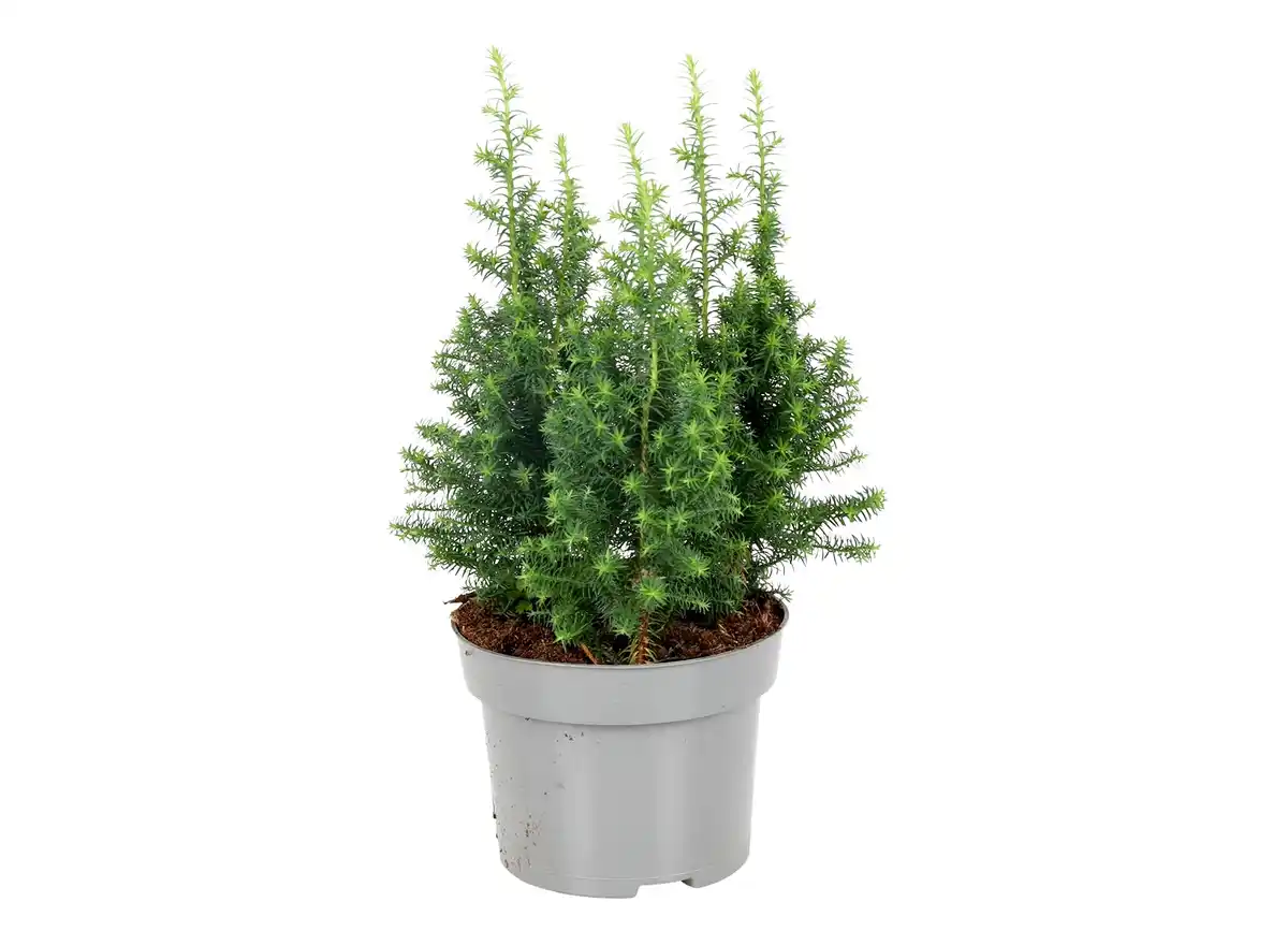 Bild 1 von Weiße Scheinzypresse Chamaecyparis thyoides