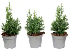 Weiße Scheinzypresse Chamaecyparis thyoides