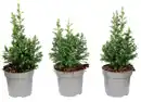 Bild 1 von Weiße Scheinzypresse Chamaecyparis thyoides