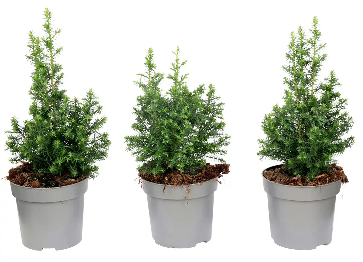Bild 1 von Weiße Scheinzypresse Chamaecyparis thyoides