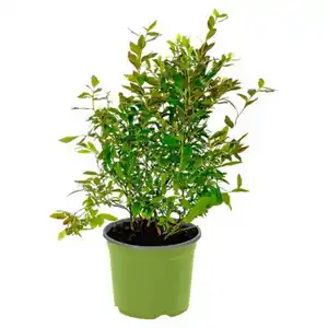 GARDENLINE Bio-Obst-Baum oder -Strauch, Brombeere