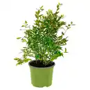 Bild 1 von GARDENLINE Bio-Obst-Baum oder -Strauch, Brombeere