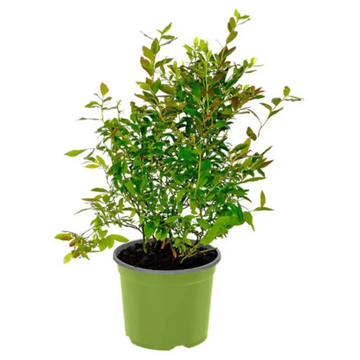 Bild 1 von GARDENLINE Bio-Obst-Baum oder -Strauch, Brombeere